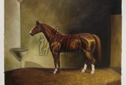 Anglo-Trakehner stallion Morgenstrahl