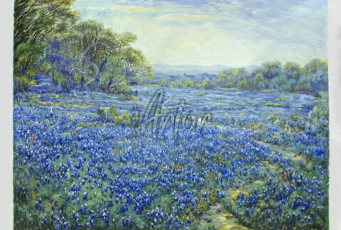 Bluebonnet Scene