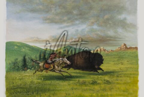 Buffalo Chase
