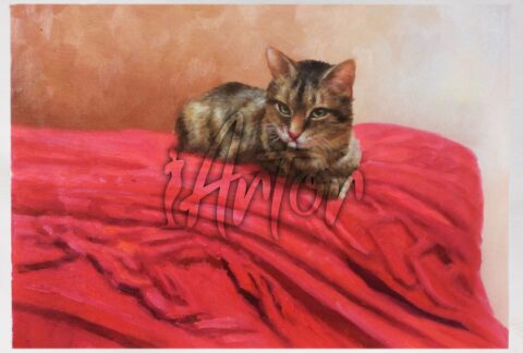 Cat with Red Blanket
