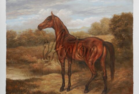 Colt of Mare and Arab Horse