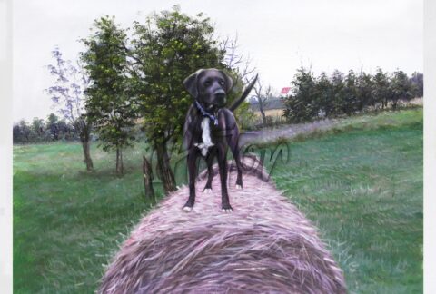 Cool Black Dog Portrait