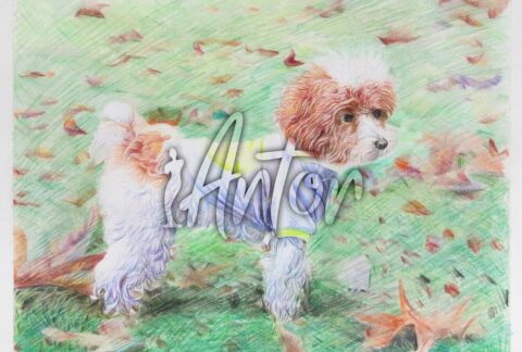 Dog Colored Pencil