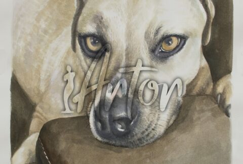 Dog on the Sofa Watercolor