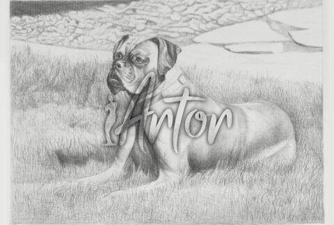 Dog Outside
