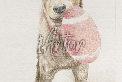 Dog Playing Ball Colored Pencil