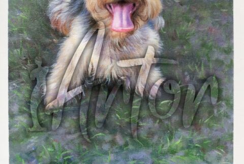 Dog Playing the Orange Ball