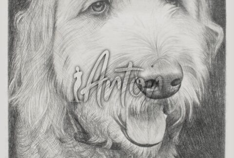 Dog Portrait