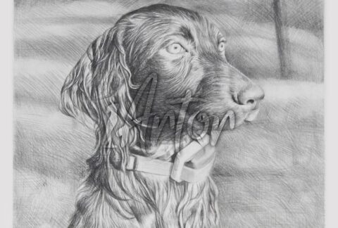Dog Staring Far Away