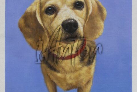 Dog with Red Necklace