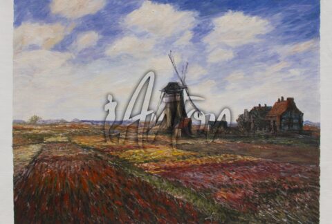 Field of Tulips in Holland