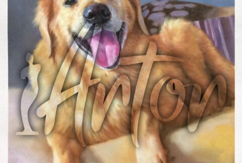 Golden Retriever on the Brown Sofa