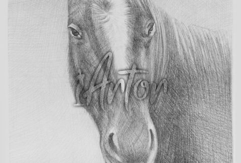 Horse Pencil Sketch