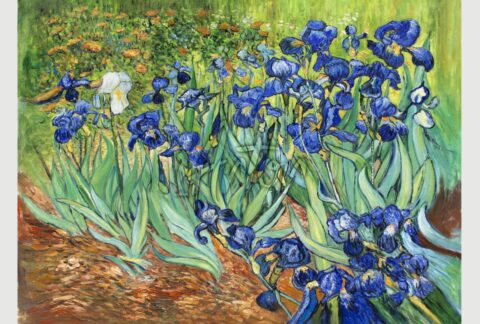Irises