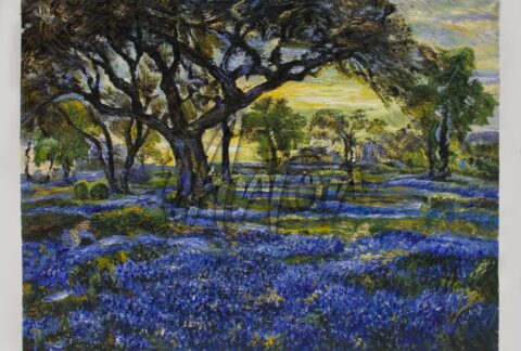 Old Live Oak Tree and Bluebonnets on the West Texas Military Grounds, San Antonio