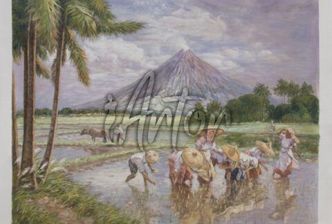 Planting Rice with Mayon Volcano