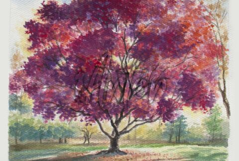 Red Tree Watercolor