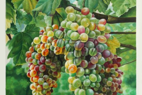 Super Realistic Grapes