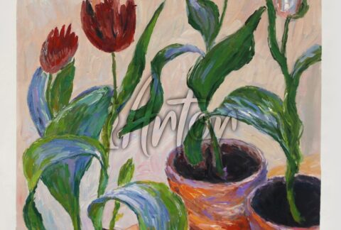 Three Pots of Tulips