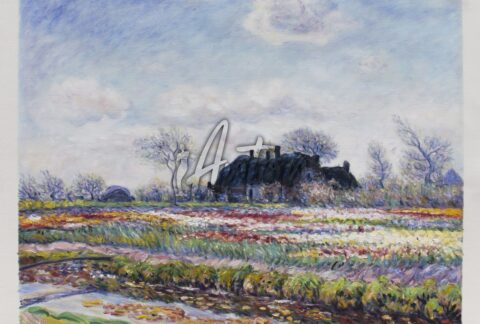 Tulip Fields at Sassenheim