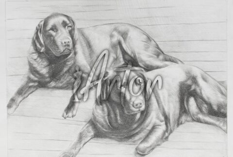 Two Dog Laying Wooden Floors