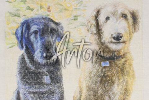 Two Dogs Colored Pencil