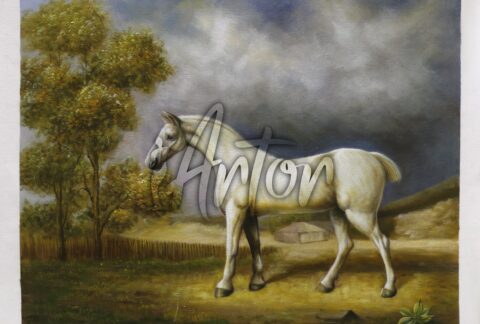 White Horse in a Paddock