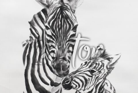 Zebra Family